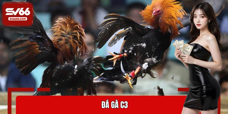 đá gà C3