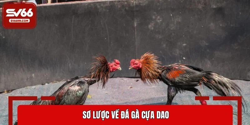 Sơ lược về đá gà cựa dao