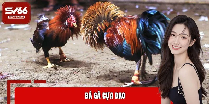 Đá gà cựa dao