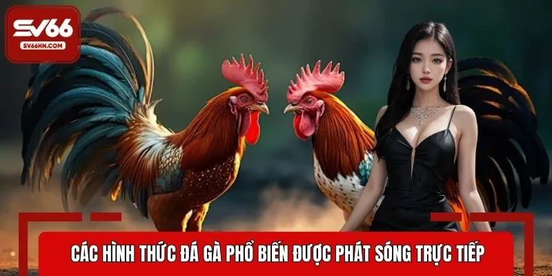 Các hình thức đá gà phổ biến được phát sóng trực tiếp mỗi ngày