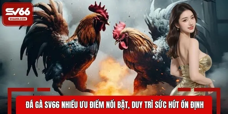 Đá gà SV66 nhiều ưu điểm nổi bật, duy trì sức hút ổn định