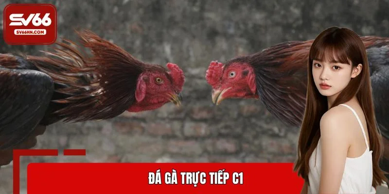 đá gà trực tiếp C1
