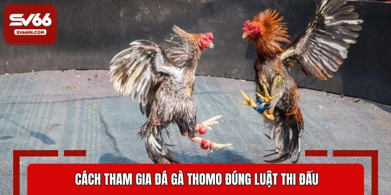 Cách tham gia đá gà Thomo đúng luật thi đấu