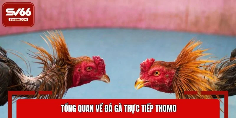 Tổng quan về đá gà Thomo